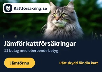 Kattförsäkring.se – jämför kattförsäkringar och hitta rätt skydd för din katt